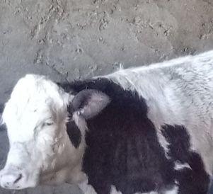 ذبح گوساله