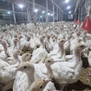 جوجه بوقلمونی بیوتی 6اصل