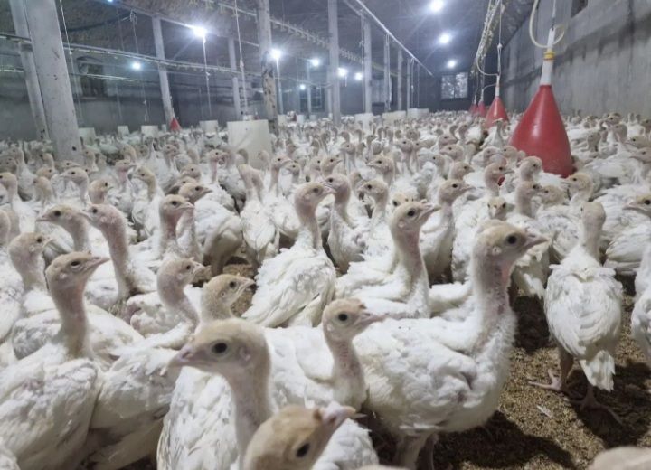 جوجه بوقلمونی بیوتی 6اصل